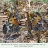 hipparchia pellucida daghestan males2